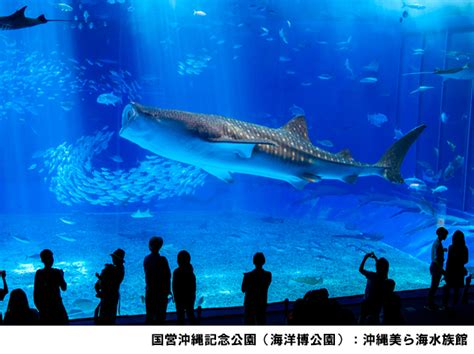 海洋生物的樂園：沖繩美麗海水族館