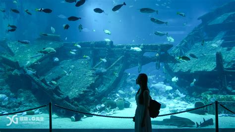 海洋館：海洋生物的壯觀展示