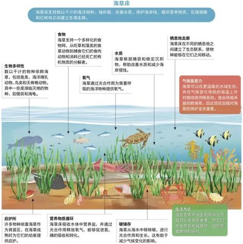 海藻：海洋生態系統中舉足輕重的「海底森林」