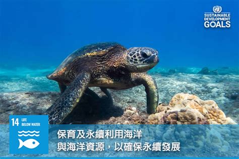 海藻：褐色黃金，永續海洋資源的未來