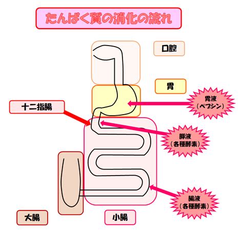 消化の向上: