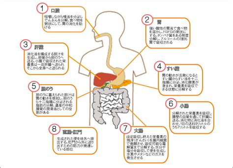 消化の向上：