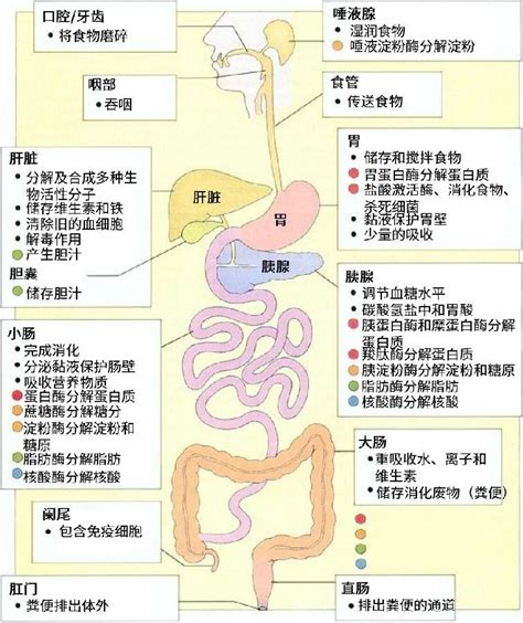 消化和吸收：