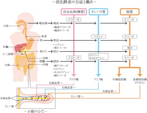 消化器系における排せつ