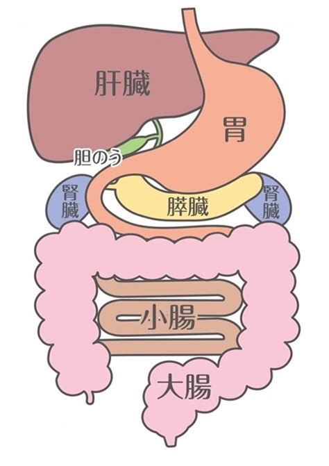 消化器系のトラブル: