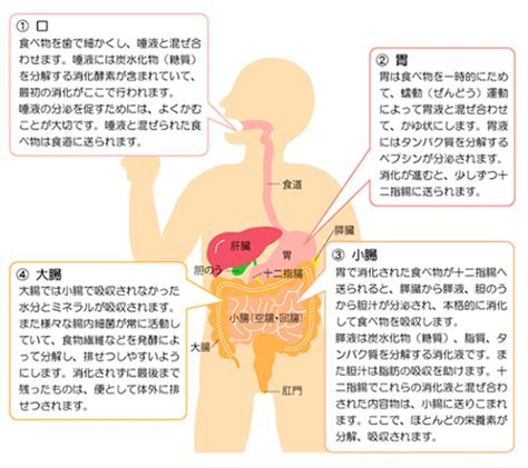 消化器系の病気