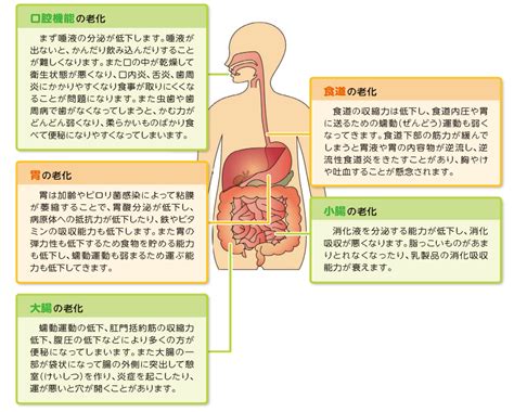 消化機能の向上：