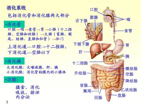 消化系統：