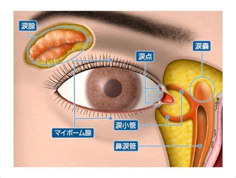 涙の分布：