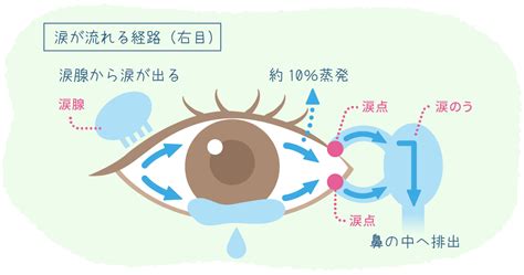 涙液の拡散: