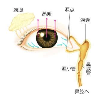 涙管が狭い：