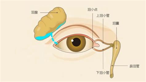 淚線：解剖、生理和臨床應用