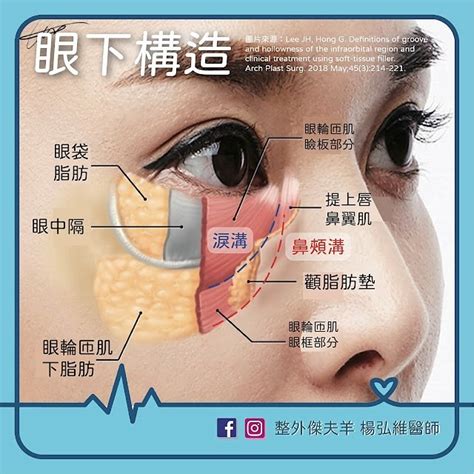 淚 線：定義與結構