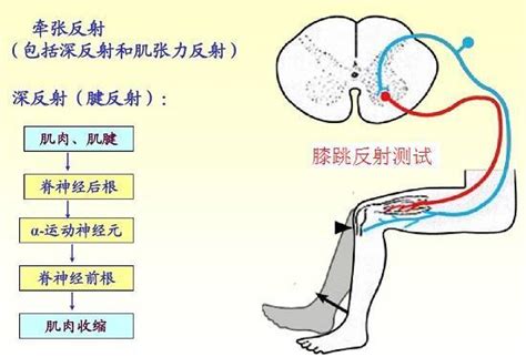 深層反射