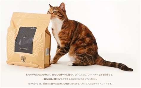 添加物なしでも安い！高品質なキャットフードを賢く選ぶ