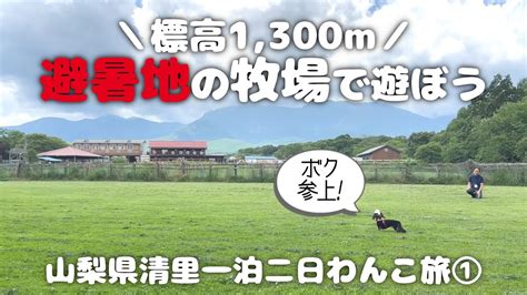 清里で愛犬と優雅に過ごす: 犬連れペンション徹底ガイド