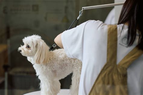 港区でプロのトリミングサービスを見つけるための包括ガイド