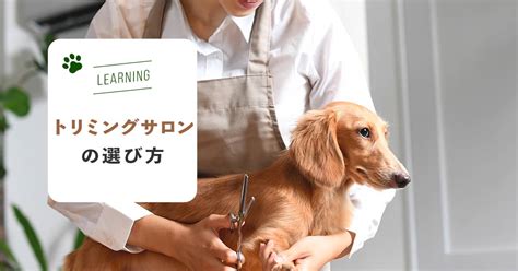 港区で愛犬を綺麗に！最適なトリミングサロン選びガイド