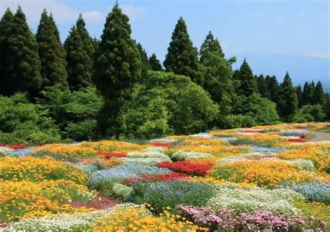 湧別町鬱金香公園：花之海洋，色彩繽紛的盛宴