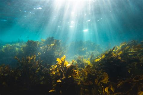 湧昇海洋：永續未來的新藍海