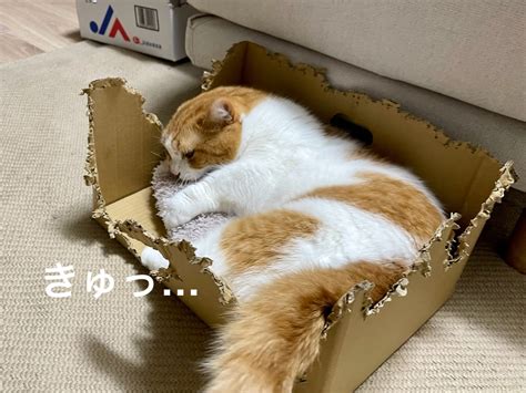 湯たんぽで愛猫の健康と幸福を守ろう