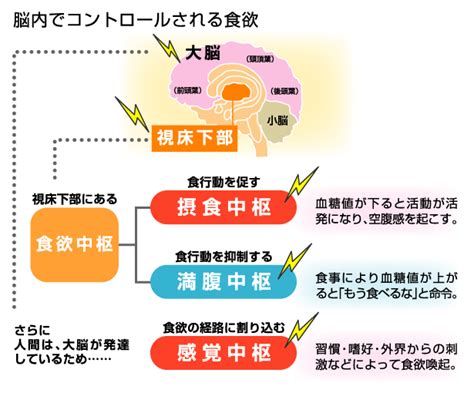 満腹中枢は壊れた？過食と肥満の最新事情