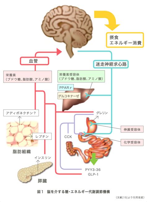 満腹感とエネルギーの維持: