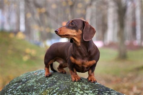 滑らかな手触りの魅力！スムース犬の魅力を徹底解剖