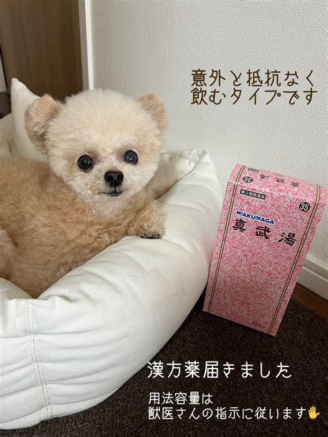 漢方薬で愛犬の健康をサポートしよう！