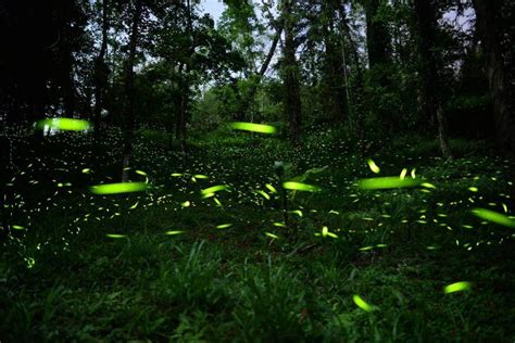 漫步花海，邂逅螢光之夜：桐花公園螢火蟲季