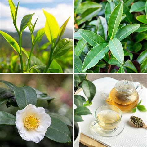 濟州島綠茶（Camellia sinensis）：