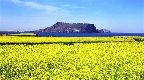 濟州島：天然美容聖地