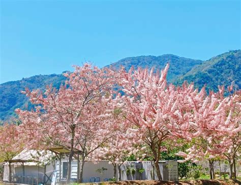 灣裡景點：探索高雄後花園的秘境