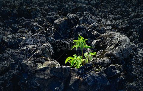 火山岩土壤：