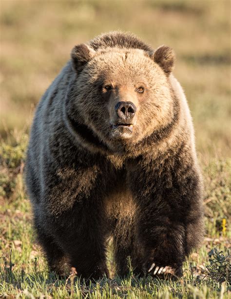 灰熊中文（Grizzly 中文）