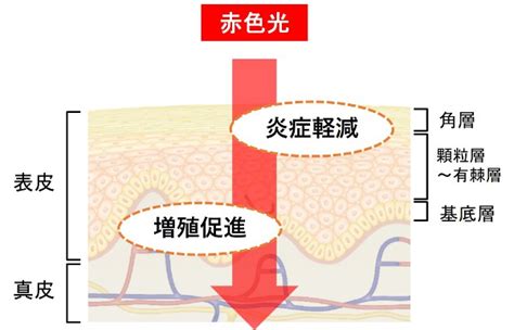 炎症の軽減：