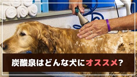 炭酸泉で愛犬を健康に！効果や注意点、自宅での活用法を徹底解説