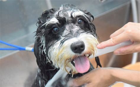 炭酸泉の犬への効果