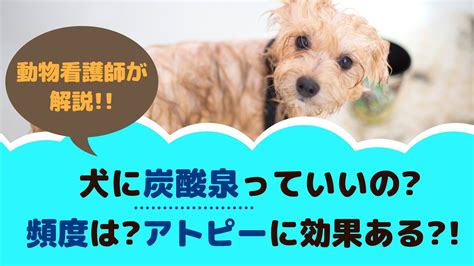 炭酸泉を愛犬のために活用しよう！