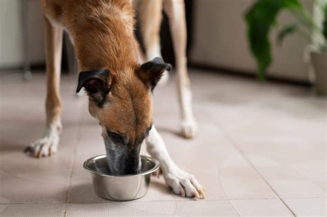 為犬隻打造健康膳食：優質飼料的必備要素