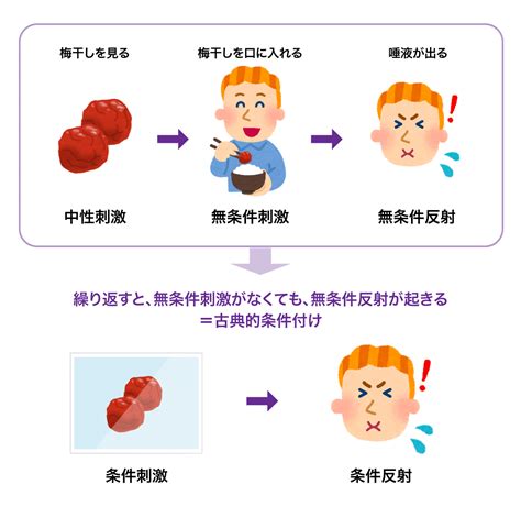 無条件刺激（肉）：