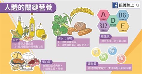 營養素：邁向健康、活力與長壽的基石