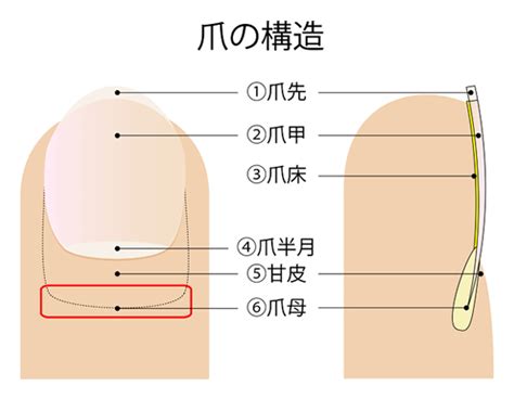 爪の構造と機能