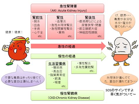 片腎による寿命への影響