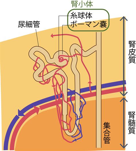 片腎寿命：片腎でも健やかに生きるためのガイド