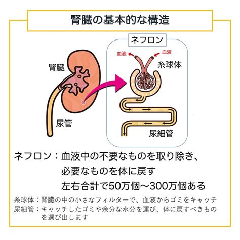 片 腎 寿命