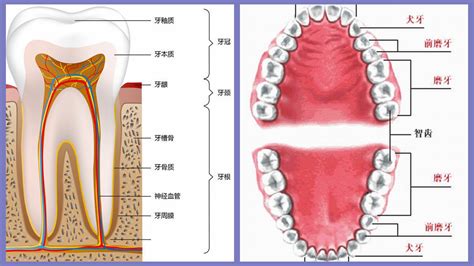 牙齒結構