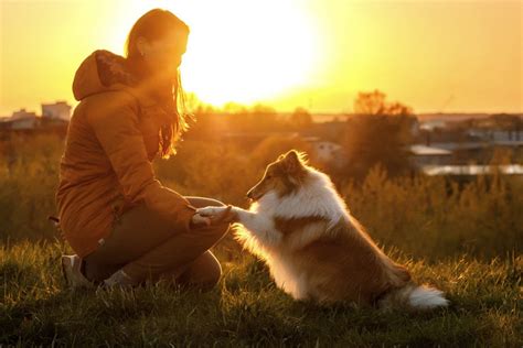 牧場犬のすべて〜忠誠心あふれる愛犬とその仕事術〜