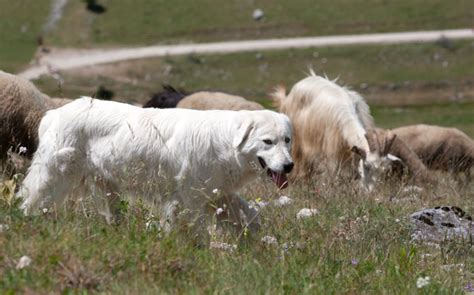 牧場犬：忠実なる牧畜業者の番犬