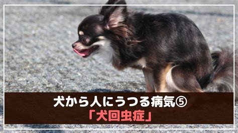 犬から人にうつる病気（犬のズーノーシス）